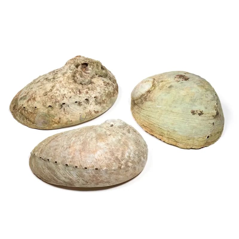 Abalone-simpukka suitsukkeille ja suitsutusnipuille – n. 9–12 cm