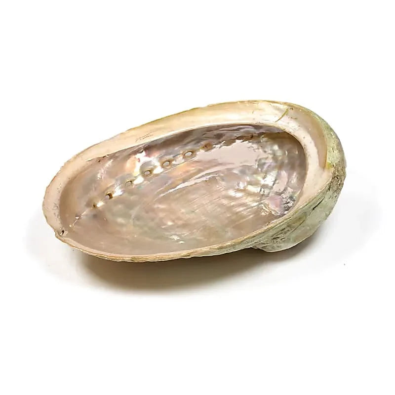 Abalone-simpukka suitsukkeille ja suitsutusnipuille – n. 9–12 cm