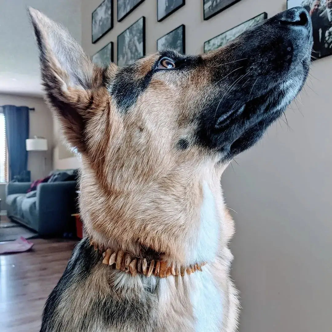 Bärnstenhalsband för katter och hundar