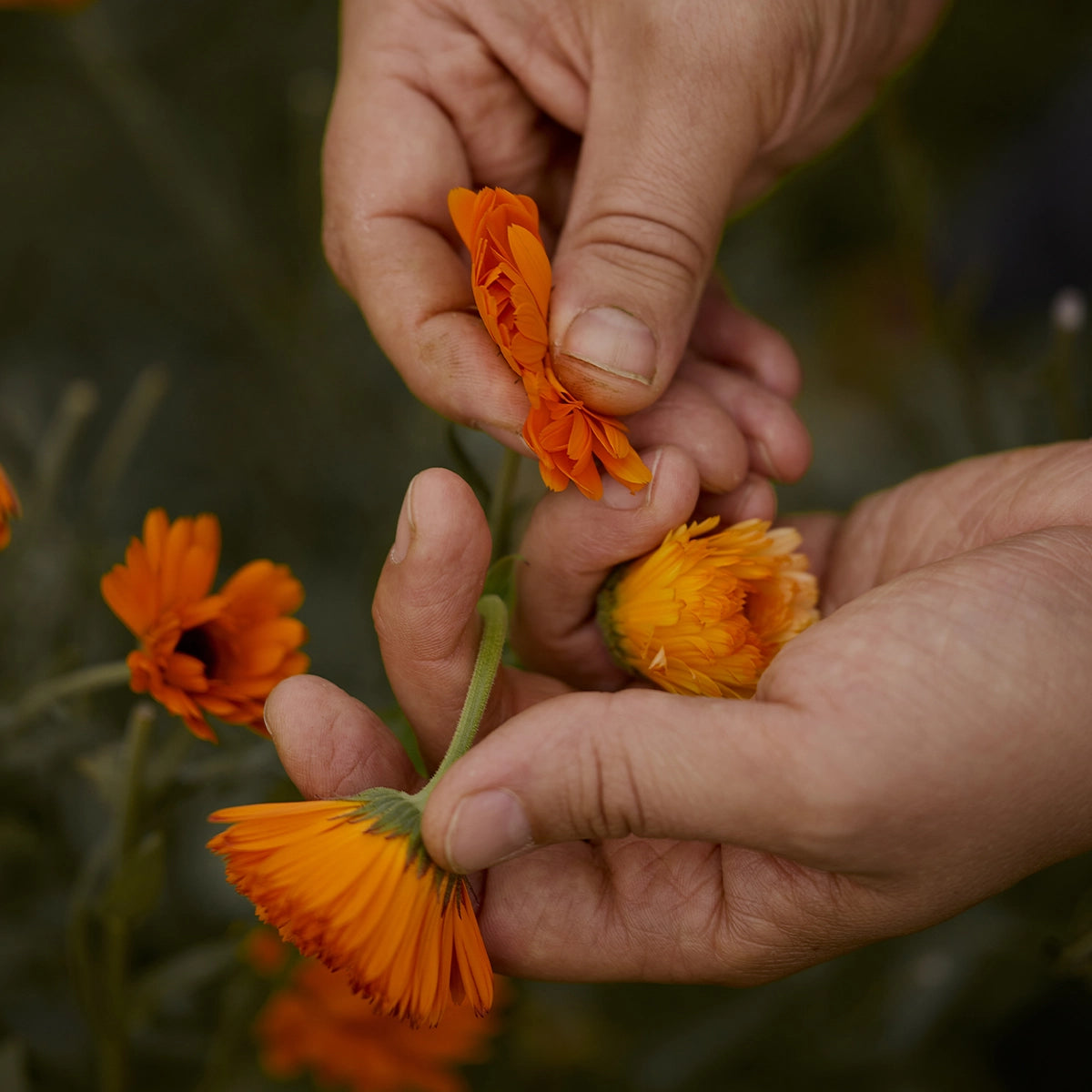 Calendula Rengöringsolja 100ml