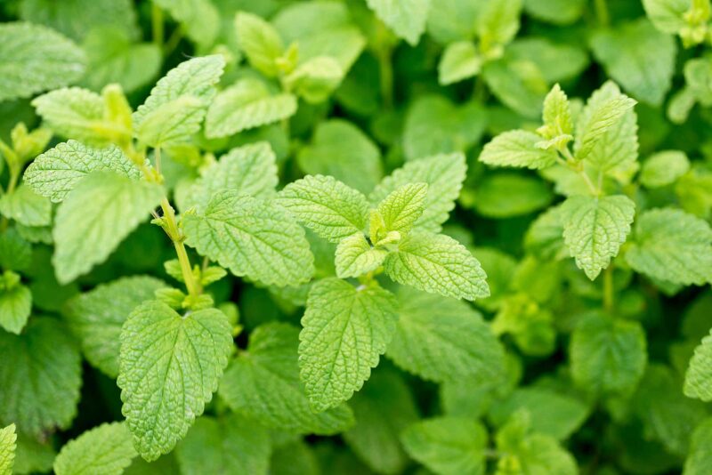 Yrttipaja Citronmeliss 15g
